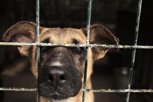 A dog in a kennel after being picked up as a stray. Nearly 1,500 stray dogs were impounded in Sheffield between 2018 and 2022. File photo by yrjar78/Getty Images/iStockphoto.
