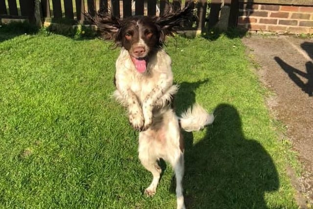 Being able to spend more time with his owner Ronamy Lomas has made two-year-old Springer Spaniel Lennie jump for joy.