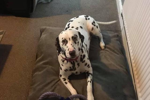 Dalmatian Cleo had enjoyed spending more time with owner Caleb Coope Mckenzie.