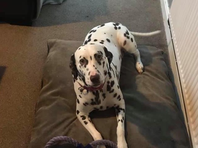 Dalmatian Cleo had enjoyed spending more time with owner Caleb Coope Mckenzie.