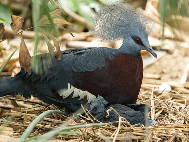 Sclater's pigeon.