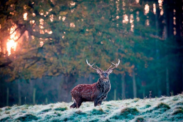 Tucked away in a secluded valley, Fountains Abbey and Studley Royal offers paths, open parkland, impressive Cistercian ruins, a Georgian water garden, and a medieval deer park to explore. This winter there are three different breeds of deer on the estate, 	including Red, Sika and Fallow, which you can spot along the way.