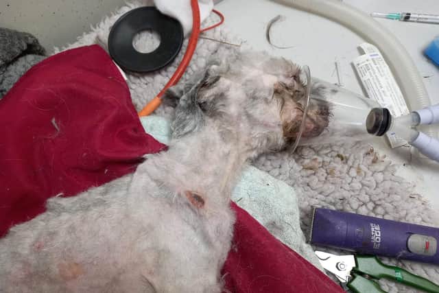 Staff at the vets battled for six hours to save him but sadly his organs were shutting down and he was having seizures and the vet decided the kindest thing to do was to put him to sleep.
