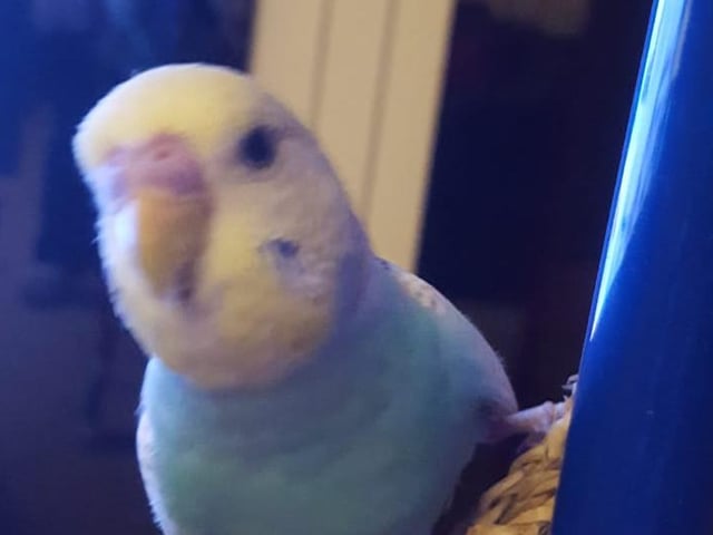 Six-month-old Cookie is a new addition to the Haines family. The budgie loves to play with his favourite toy, a ball. Renée said: "He has been great company for me in lockdown. Love him loads."