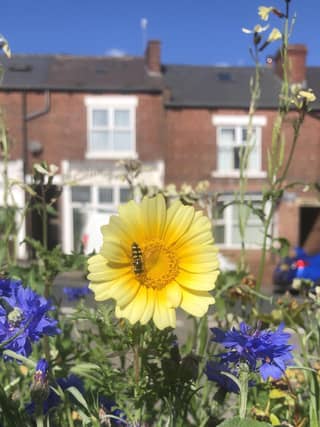 Flowers in street planters by Jason Leman