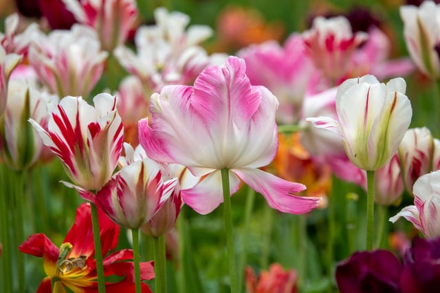 It has been a great season for tulips at The Alnwick Garden, May 2020. Picture by Jane Coltman