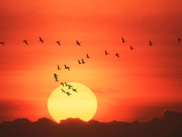 The sound of honking geese signals the change in season with Pink Footed Geese, among others, migrating in their thousands from the freezing Arctic to warmer climes to eat and breed.