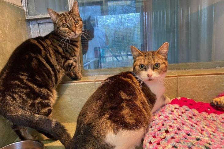 Tiger and Figs are domestic shorthaired cats, aged 8, and a nervous pair. They are quite timid, so would need an adult only home, who understands that it would take a while for them to adjust. It would be beneficial if they were rehomed to an only pet household. Since being with the RSPCA, they have become more trusting and more affectionate to the people they're meeting.
If you are interested in adopting Tiger & Figs, or any of the other animals, please complete a Perfect Match form by visiting https://www.rspca.org.uk/local/doncaster-rotherham-and-district-branch