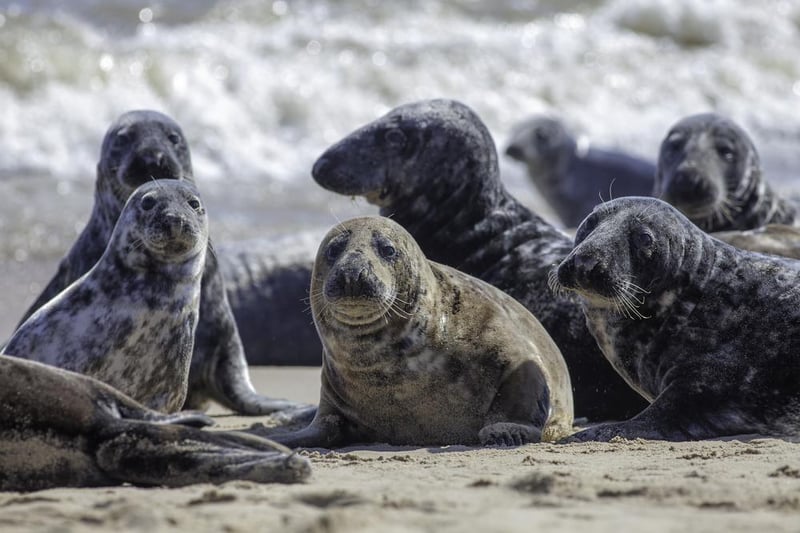 Significant numbers of both the grey seal and the common, or bearded, seal call the UK home. They can be found relatively easily on the Orkney Islands, Blakeney and Horsey Gap in Norfolk, Donna Nook in Lincolnshire, the Farne Islands in Northumberland, Moray Firth, Skomer Island in Pembrokeshire and Falmouth in Cornwall.