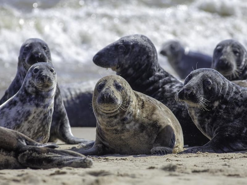 Significant numbers of both the grey seal and the common, or bearded, seal call the UK home. They can be found relatively easily on the Orkney Islands, Blakeney and Horsey Gap in Norfolk, Donna Nook in Lincolnshire, the Farne Islands in Northumberland, Moray Firth, Skomer Island in Pembrokeshire and Falmouth in Cornwall.