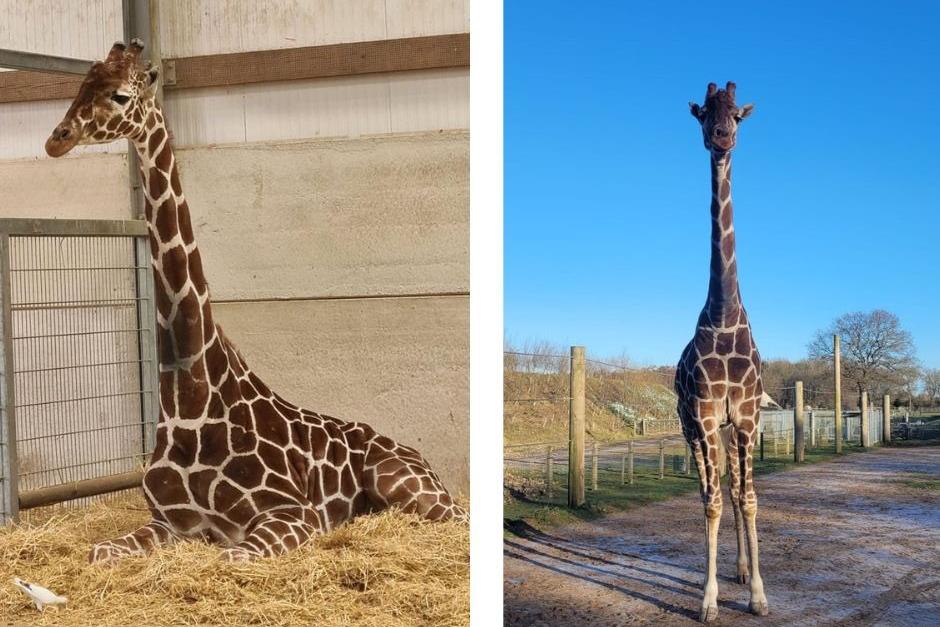 Yorkshire Wildlife Park: Rangers reveal why giraffe was put to sleep