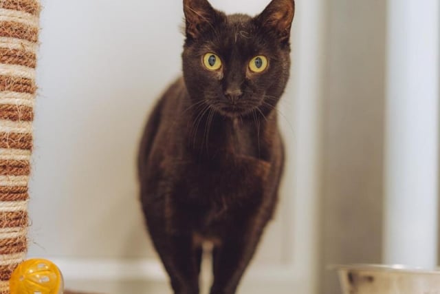 A shy cat who will require someone with a bit of experience to handle her, Glory is certainly worth the effort. If you'd like to adopt Glory, she'll come alongside another cat called Eve - who we'll be taking a look at next.