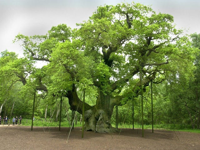 A total 162,893 visitors flocked to Robin Hood’s legendary home, Sherwood Forest Country Park, home of the famous Major Oak, between January and November – with August proving to be the most popular month when 38,175 people visited.
