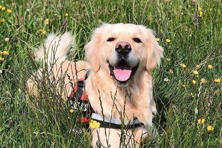 We can only hope to be as happy as two-year-old Golden Retriever Penny.