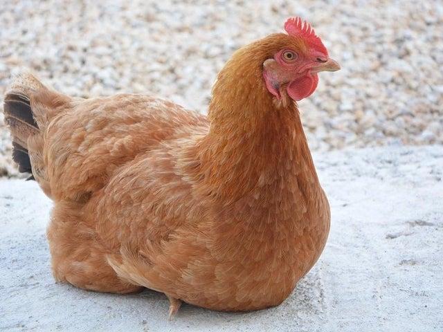 What people outwith Scotland think it means - A female chicken. What people in Scotland know it means - A term of endearment for a woman.