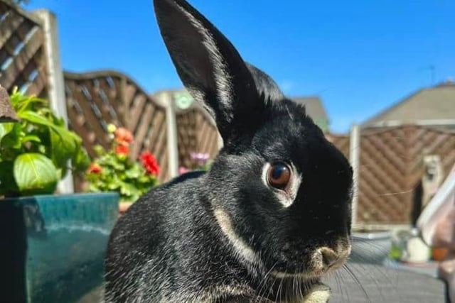 Rachel Gilbert shared this photo of her rabbit Willow.