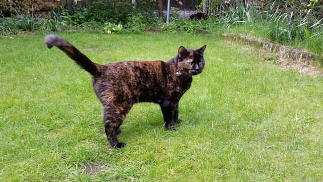 Cassie the cat (aged 15) somehow got herself lodged between a boundary wall and a neighbouring house in Parsley Hay Gardens, Handsworth, Sheffield on Saturday morning.