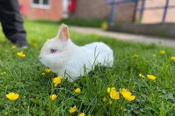 Nibbles - Netherland Dwarf - 2 Years Old - Male
Nibbles is a small lovely bunny who is quite placid. He is used to children, so could be rehomed with children aged 8+, as long as they are sensible and supervised by an adult.
He likes to sit in his pen and watch the world through his hatch. Nibbles is a lovely boy, who doesn't mind being handled. An ideal home would be with another neutered female, to keep him company.