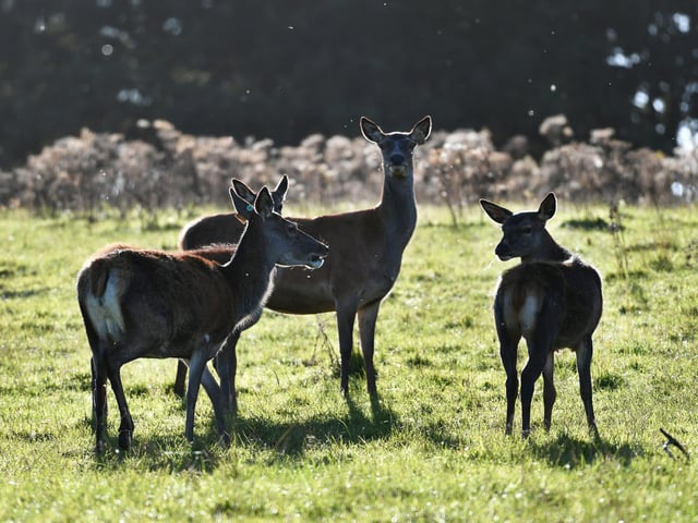Deer at Culzean.