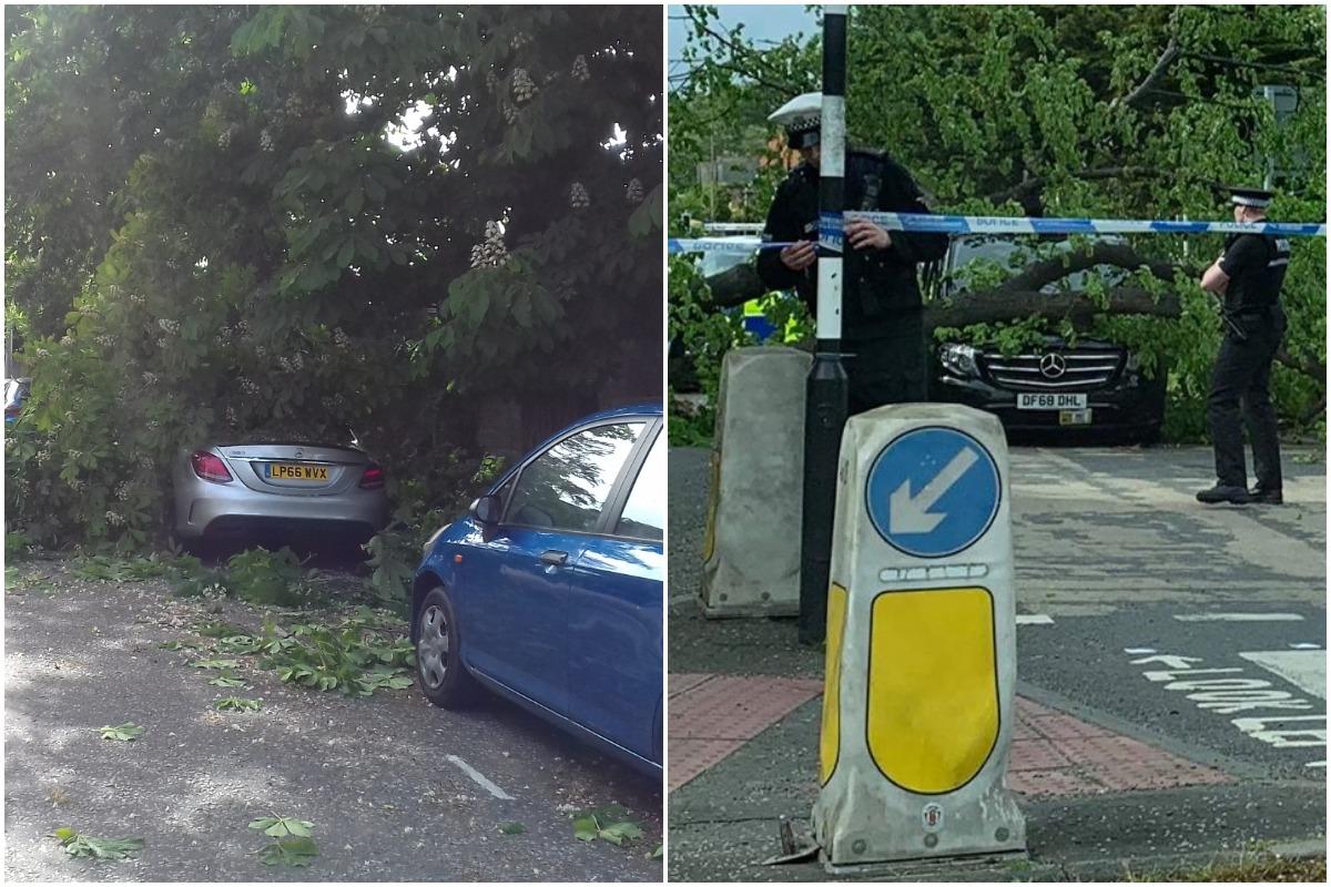 Trees across Edinburgh have fallen in high winds.