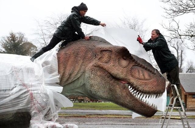 Song Hongbin and Gary Gilmour from Blair Drummond Safari Park unwrap and check a Tyrannosaurus rex, after it arrived for the new exhibition.