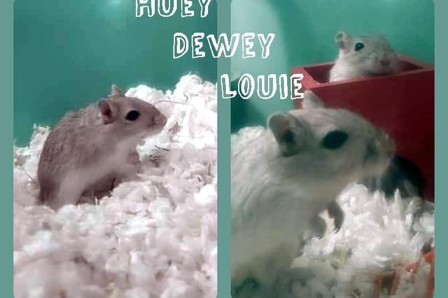 Gerbil brothers Huey, Dewey and Louie are estimated to be around a year old. The trio will need a large, deep gerbilarium - such as a repurposed 120ltr fish tank - in order to be able to burrow.