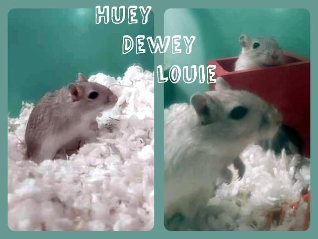 Gerbil brothers Huey, Dewey and Louie are estimated to be around a year old. The trio will need a large, deep gerbilarium - such as a repurposed 120ltr fish tank - in order to be able to burrow.
