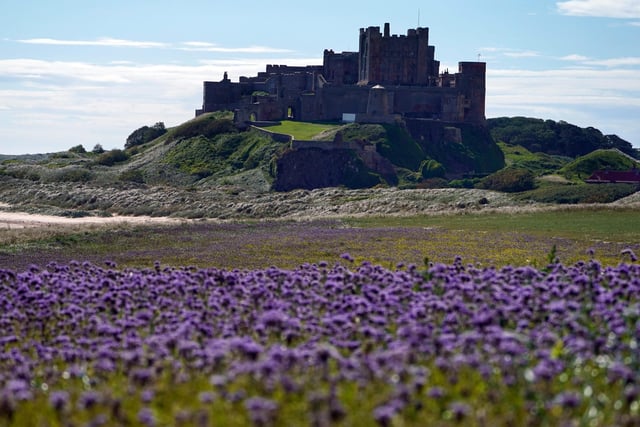Fields of flowers form a beautiful foreground to Bamburgh Castle behind.