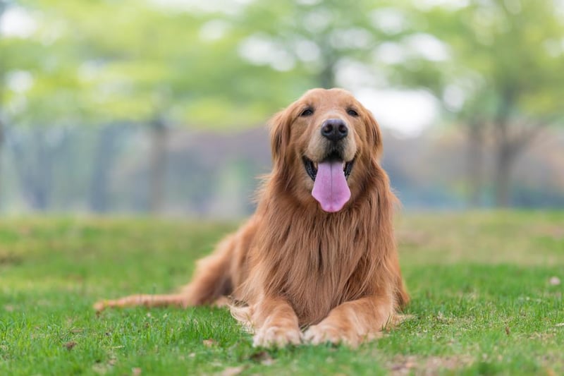 Golden Retrievers are known for being wonderful family dogs due to their gentle and friendly nature. Image: Shutterstock