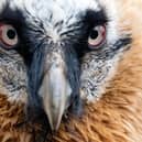 A bearded vulture. Photo for illustrative purposes by MONIKA SKOLIMOWSKA/DPA/AFP via Getty Images.