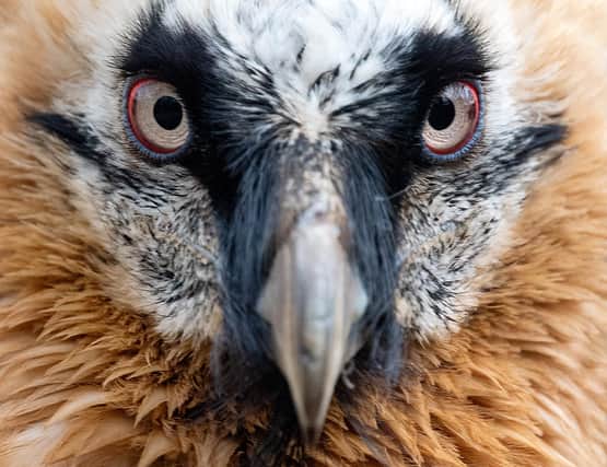 A bearded vulture. Photo for illustrative purposes by MONIKA SKOLIMOWSKA/DPA/AFP via Getty Images.