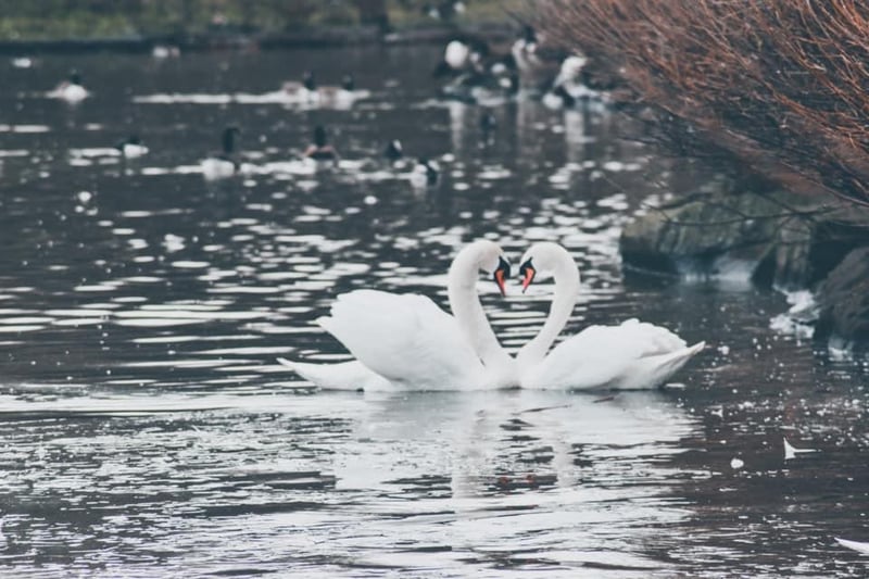The swans say hello at Herrington Country Park.