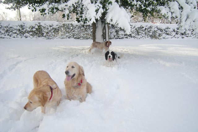Dogs enjoying the snow in Elmfield Park in December 2010