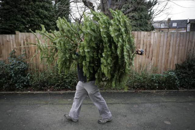 A Sheffield firm is offering a way to dispose of Christmas trees. Picture: Leon Neal/AFP via Getty Images.