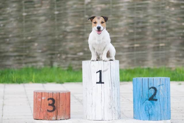 Ever wondered if your favourite breed is as popular with others? Now you can find out with data ManchesterWorld has obtained from the Kennel Club.