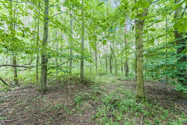 The private woodland area (three-quarters of an acre). It has been left to nature and is home to a variety of trees, plants and wildlife.