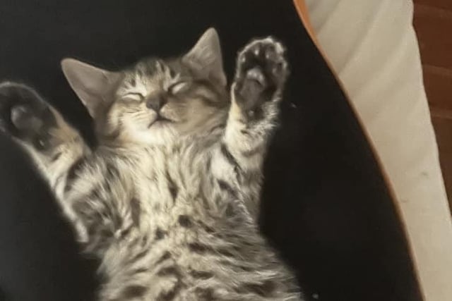 This sleepy kitten is called Nora. Shared by Jackie Carlton.