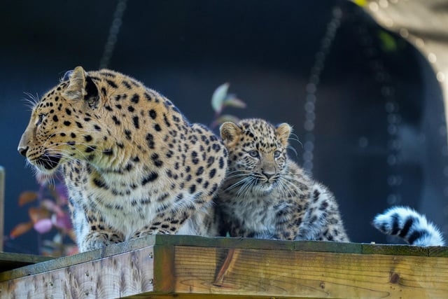 "Kristen the Amur Leopard became a proud mum to Auckley, the only cub born in Europe during 2023 and photographs of her adoring attention sent hope around the world. Only an estimated 75 Amur Leopards survive in the wild and the park has been an integral part of international efforts to save the species. The cub has been getting bolder in excursions from the family den at the acclaimed Leopard Heights, but mum Kristen is never far from its side."