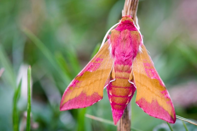 One of the most remarkable-looking creatures you might find in your garden, the Elephant Hawk Moth is most commonly seen at dusk when it feeds on flowers.