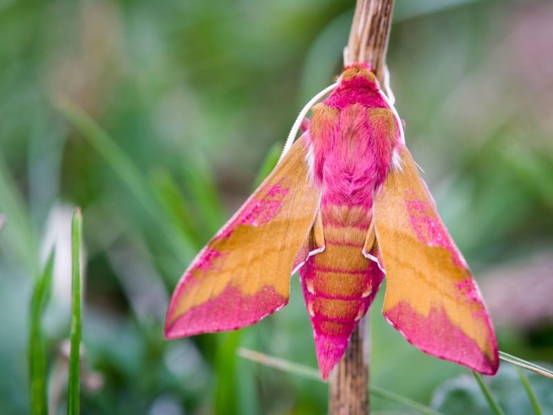 One of the most remarkable-looking creatures you might find in your garden, the Elephant Hawk Moth is most commonly seen at dusk when it feeds on flowers.