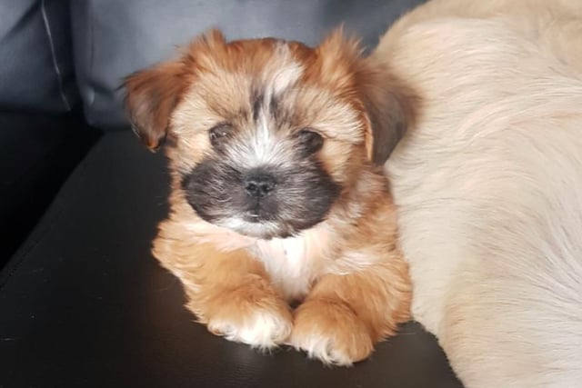 Truffles, a puppy born during lockdown, has become the newest member of Nicky Henderson's family