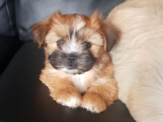 Truffles, a puppy born during lockdown, has become the newest member of Nicky Henderson's family