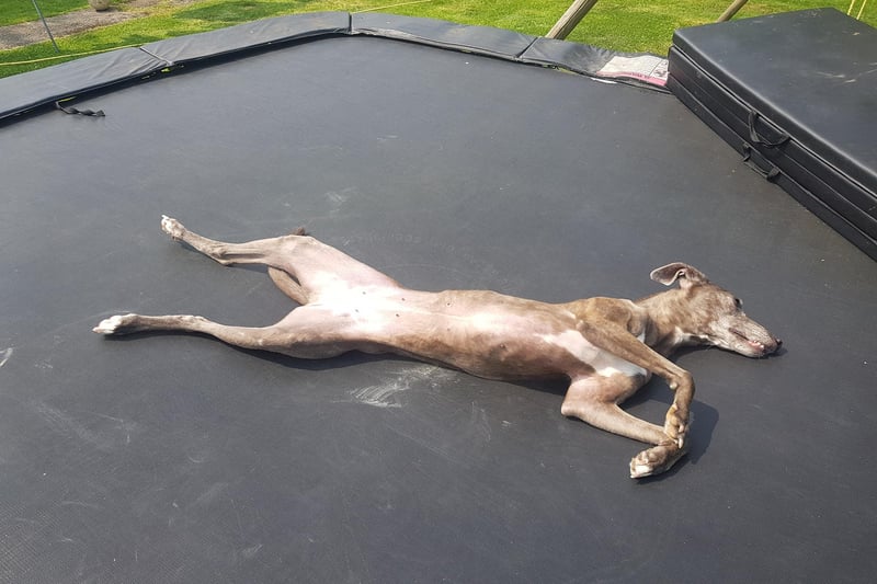 Emma Lowe posted this photo of Sally the lurcher, with the message: "Just gone to check which shady, cool area of the garden my dog is chilling in and she's in the full sun, airing her bits on the trampoline."