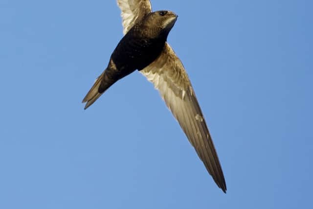 Common Swift