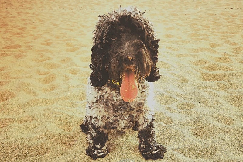 Louie the Cockapoo is ready to play at the beach.