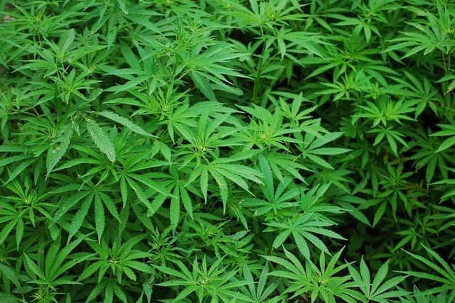 Sheffield Crown Court has heard how an illegal immigrant has been jailed after he was caught overseeing a cannabis harvest at a Sheffield house. Pictured, courtesy of Pixabay, is an example of cannabis plants.