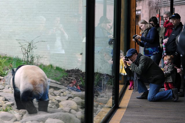 Visitors capture Tian Tian  the female Panda in her enclosure at Edinburgh Zoo.