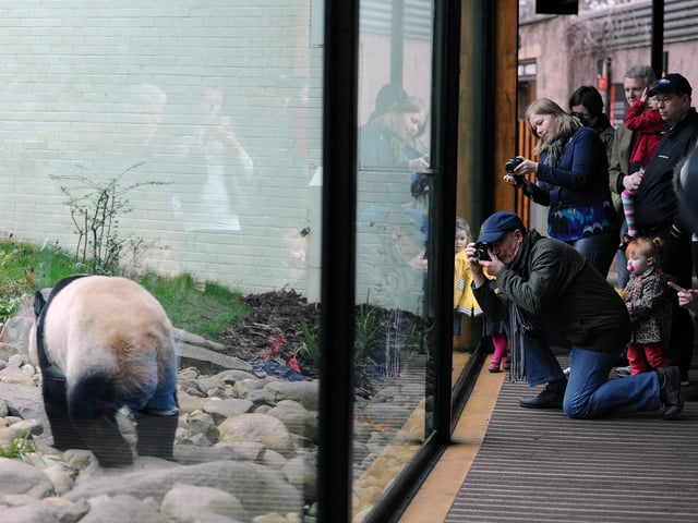 Visitors capture Tian Tian the female Panda in her enclosure at Edinburgh Zoo.