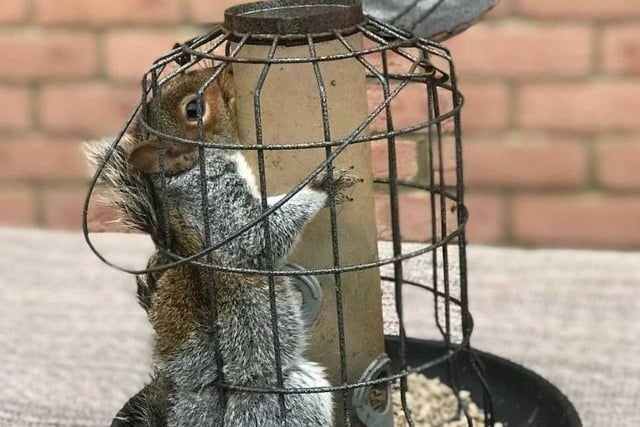 A hungry squirrel bit off more than he could chew and needed freeing by the RSPCA after he became stuck in a bird feeder in Hartlepool's Blakelock Gardens.