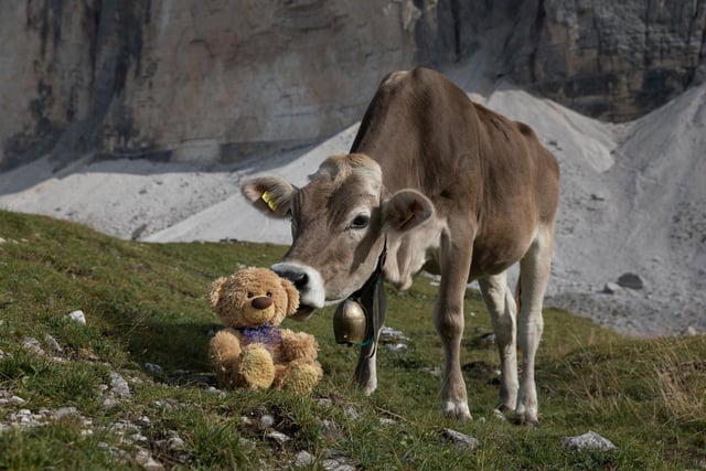 John James the teddy bear is kissed by alpine cow at Tre Cime di Lavaredo in South Tyrol, Italy. 
These adorable teddy bears could be the world's most well-travelled cuddly toys - as their photographer owner has chronicled their adventures in 27 different countries. Christian Kneidinger, 57, has been travelling with his teddy bears, named John and Bob since 2014 - and his taken them to some of the world's most famous landmarks. The teddy bears have dressed up in traditional Emirati clothing to visit the Sultan's Palace in Oman, and have braved the cold on a glacier on Lofoten Island in Norway.